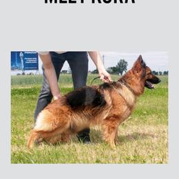 Kora - German Shepherd