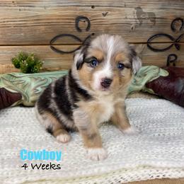 Cowboy - Blue merle male Miniature Australian Shepherd puppy in El Dorado Springs, Missouri from OR Aussies