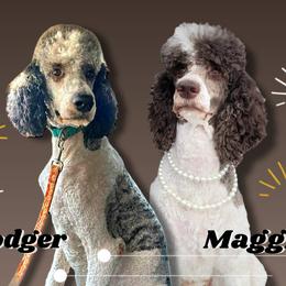Poodle puppies from Dogtastic Poodles