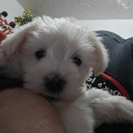 Mr Jack - Wheaten male Miniature Schnauzer puppy in Shoshone, Idaho from Debra Kruse's Miniature Schnauzers