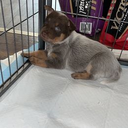 Australian Cattle Dog Puppies from Rising J Cattle Dogs