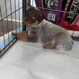 Australian Cattle Dog Puppies from Rising J Cattle Dogs