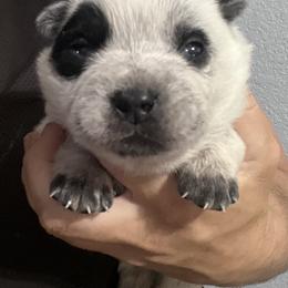 -Boy 1 - Blue male Australian Cattle Dog puppy in Kaufman, Texas from Emberwick Ranch