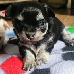 Aries - Black and tan female Chihuahua puppy in Greenfield, Ohio from Paradise Chihuahua Kennel