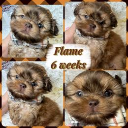 Flame - Red male Shih Tzu puppy in Coolidge, Arizona from Shih Tzu’s  ‘N’ Love