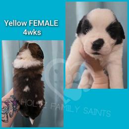 Yellow FEMALE - White and brown female Saint Bernard puppy in Kaukauna, Wisconsin from Holtz Family Saints