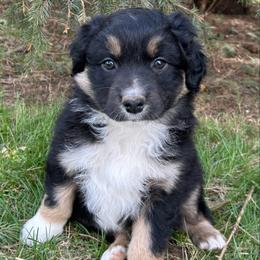 Green Collar Boy - Black tri-color male Australian Shepherd puppy in Van Wert, Ohio from Northwest Ohio Aussies