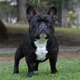 French Bulldogs from Sequoia Ranch