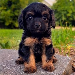Woody - Black and tan male Cavapoo puppy in Salt Lake City, Utah from SunnySide Mini Doodles