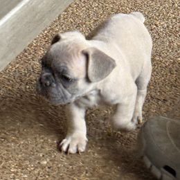French Bulldog Puppies from 731 Frenchies