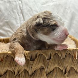 Sally - Red merle female Aussiedoodle puppy in York, Pennsylvania from Loving Puppy Paws Kennel
