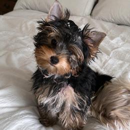 Solo - Black and tan male Yorkshire Terrier puppy in Phil Campbell, Alabama from MagnoliaYorkies
