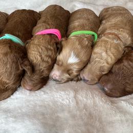 Goldendoodle puppies from Pawriffic Pups