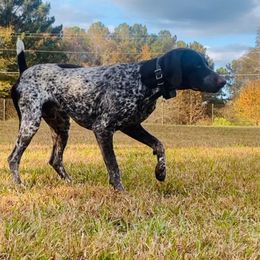 Roscoe - German Shorthaired Pointer