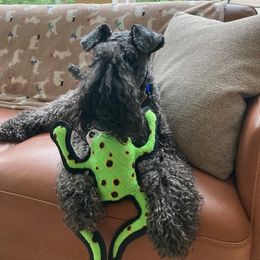 Kerry Blue Terrier All Grown Up from Cavan Kerry Blues