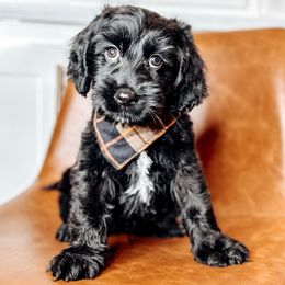 Steven Tyler - Black male Australian Labradoodle puppy in Decatur, Alabama from Southern Meadows Doodles
