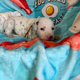 Waffles- Orange - White and black female Dalmatian puppy in Claremore, Oklahoma from Lotsofdots Dalmatians