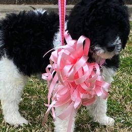 Goldendoodles and Labradoodles from Parks Avenue Goldendoodles