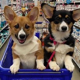Pembroke Welsh Corgis from Gabel’s Corgi’s