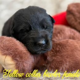Yellow collar - Bi-color female German Shepherd puppy in Canterbury, Connecticut from Nachtwaechter German Shepherds, LLC