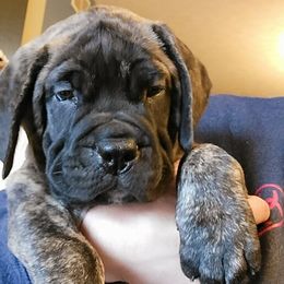 Boy 1 - Fawn brindle Bullmastiff puppy in Windham, Ohio from Guardian's Gate
