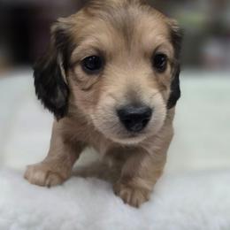 Vonwiggle bottom - Cream male Dachshund puppy in Oklahoma City, Oklahoma from OkieDoxieland Dachshunds