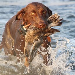Wigeon - Labrador Retriever