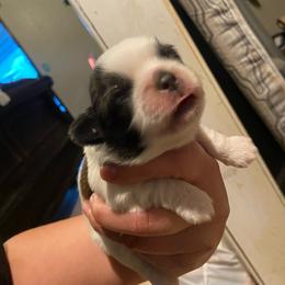 Comet - Tricolor male Shih Tzu puppy in Coalinga, California from Precious Paws Shih tzus