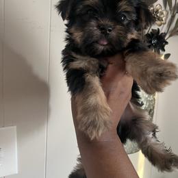 Woody 2000 - Black and tan male Yorkshire Terrier puppy in Gastonia, North Carolina from Precious pups dynasty kennel