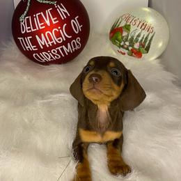 Blitzen - Dachshund puppy in Fort Worth, Texas from Louis' Litters