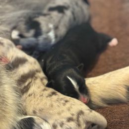 Girl 4 - Black female Pomsky puppy in Sturgis, Kentucky from Furever Pomskies