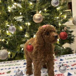 Mayflower - Red  female Goldendoodle puppy in Camden, North Carolina from Oopsie Doodles of NC