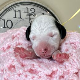 Dandelion (yellow ribbon girl) - White and black female Dalmatian puppy in Hillsville, Virginia from Spot On Dalmatians