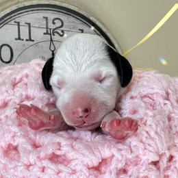 Dandelion (yellow ribbon girl) - White and black female Dalmatian puppy in Hillsville, Virginia from Spot On Dalmatians