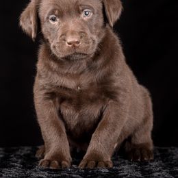 Labrador Retriever Puppies from Southtown Retrievers