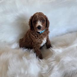 Light Blue - Apricot male Goldendoodle puppy in Cumming, Georgia from Chattahoochee Kennels