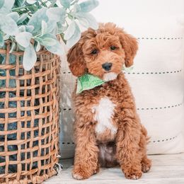 Bing - Goldendoodle