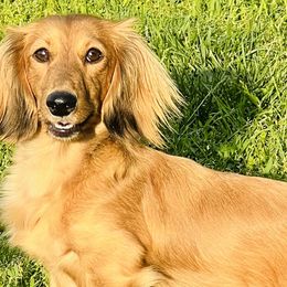 Dachshunds from Schmitt Dachshunds