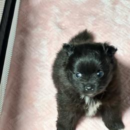 Bonnie - Black female Pomeranian puppy in Kansas City, Missouri from S&K Pomeranians