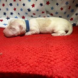 MWM1 red or cream - Cream male Dachshund puppy in Carthage, Texas from Rafter C Ranch Doxies