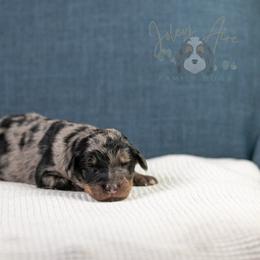 Adam Standard Bernedoodle - Blue merle male Bernedoodle puppy in Eureka, Illinois from Joley Aire Family Dogs