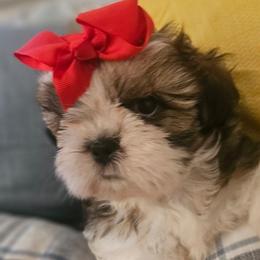 Anthony - Black gold and white male Shih Tzu puppy in Corona, California from Trinity Shihtzu's So Calif