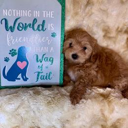 Luis - Red male Maltipoo puppy in West Jordan, Utah from Mid Sized Maltipoos and More LLC