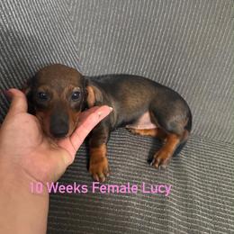 Lucy - Black and tan female Dachshund puppy in Tampa, Florida from M&M Pups