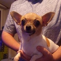 Angel - Chihuahua