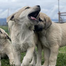 Anatolian Shepherd Dog Puppies from Wild Rooster Family Farm – AKC Anatolian Shepherd Breeder, OFA Health Tested