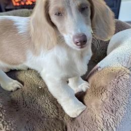 Stitch - Dachshund