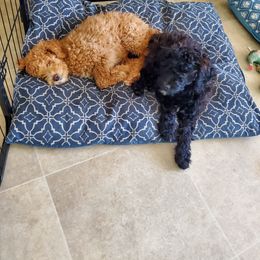 Aussiedoodle Puppies from Color Country Doodles