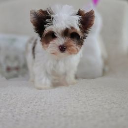 Yorkshire Terrier Puppies from Ja'Dor Yorkies