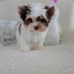 Yorkshire Terrier Puppies from Ja'Dor Yorkies
